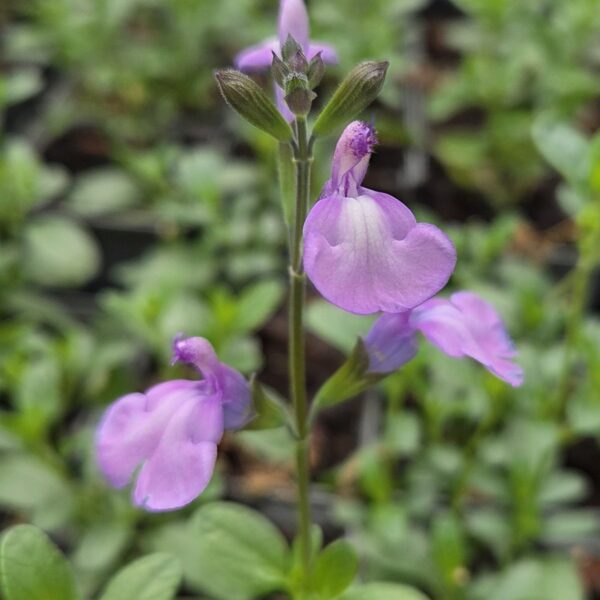 Salvia ‘Regal Lavender’