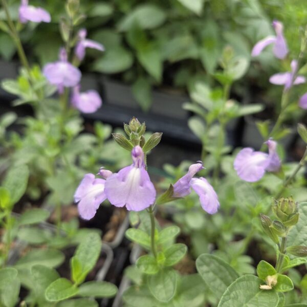 Salvia ‘Regal Lavender’