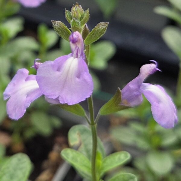 Salvia ‘Regal Lavender’