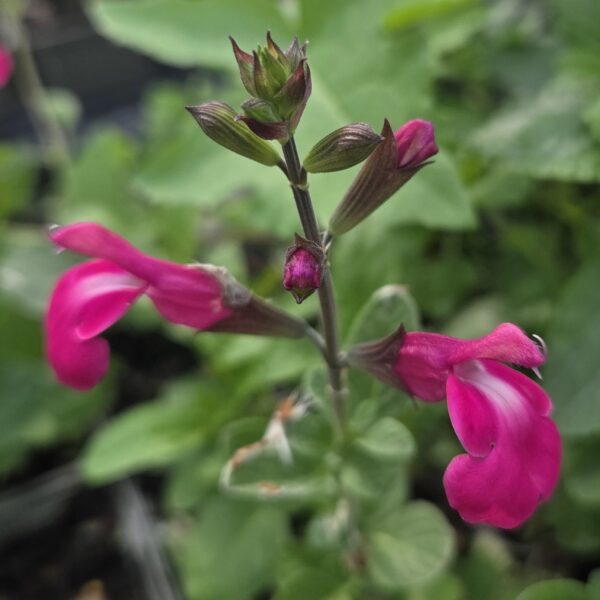 Salvia 'Regal Rose'