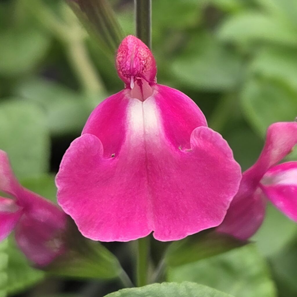 Salvia 'Regal Rose'