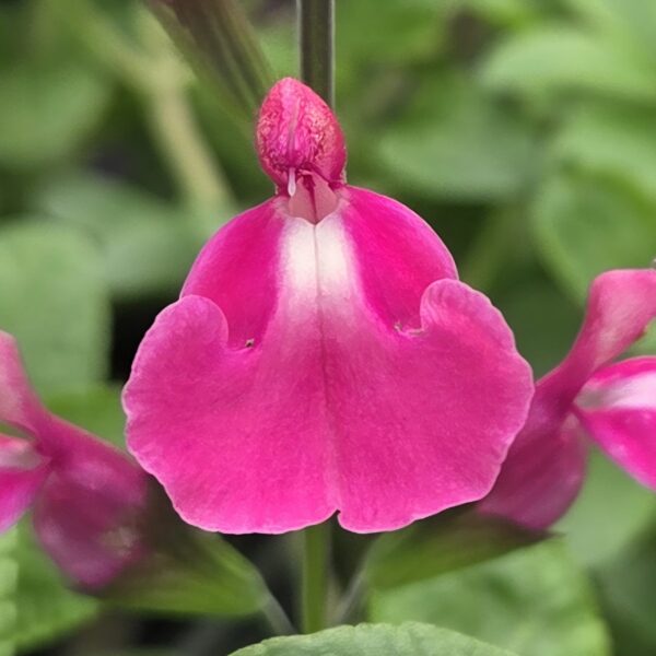 Salvia 'Regal Rose'