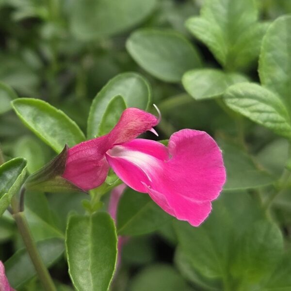 Salvia 'Regal Rose'