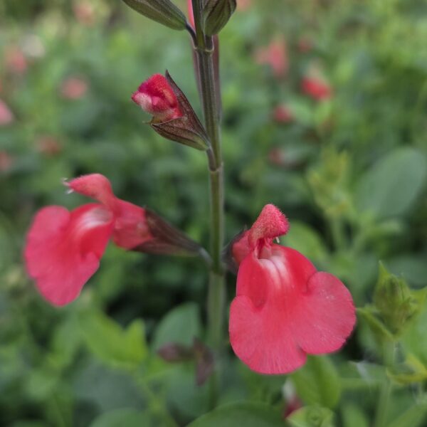 Salvia 'Regal Salmon' - Image 2