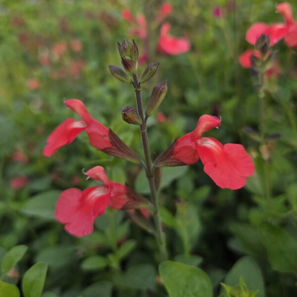 Salvia 'Regal Salmon' - Image 3