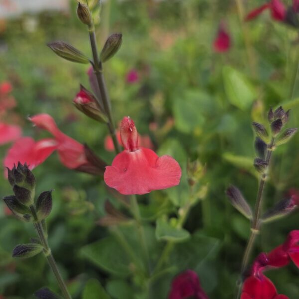 Salvia 'Regal Salmon' - Image 4