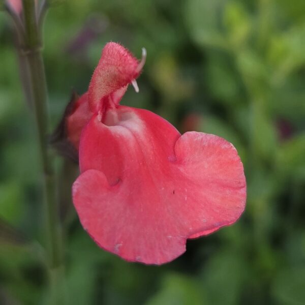 Salvia 'Regal Salmon'