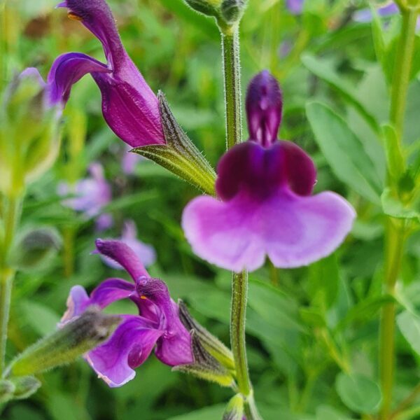 Salvia Oriental Dove