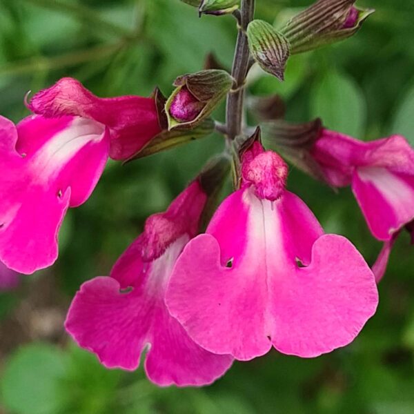 5635 Salvia Regal Rose