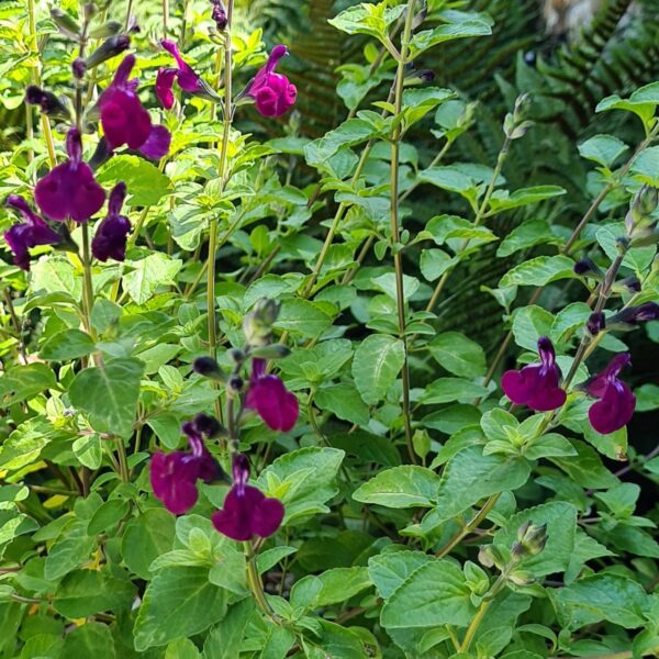 Salvia Golden Roseine 1