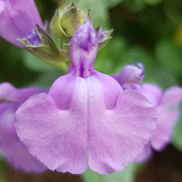 Salvia Regal Lavender 2