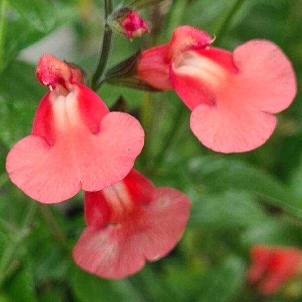 Salvia Regal Salmon 2
