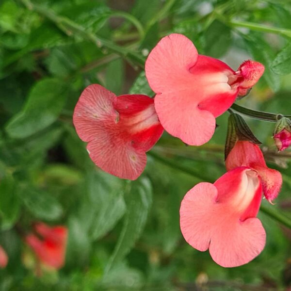 Salvia Regal Salmon