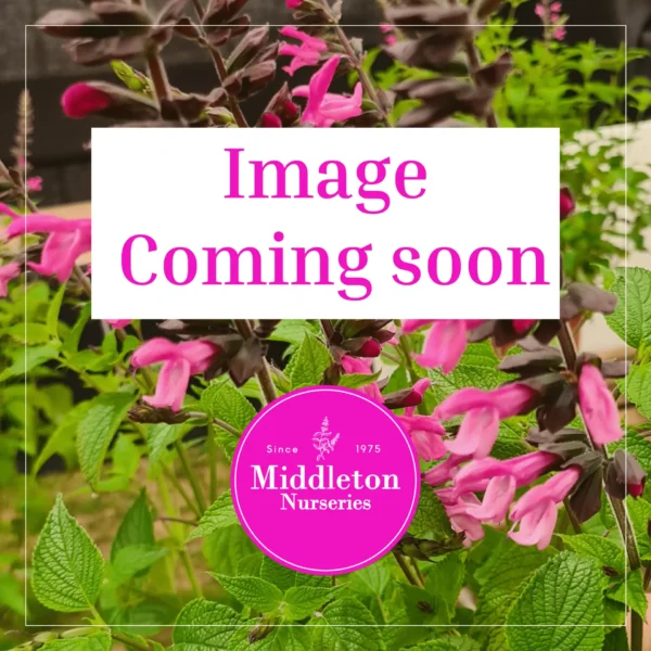 Image Coming soon