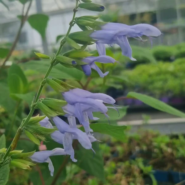 Salvia guaranitica 'Argentina Skies' (2)