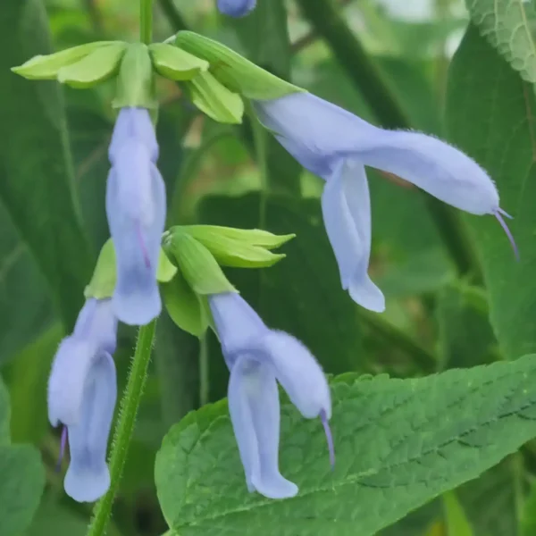 Salvia guaranitica 'Argentina Skies' (3)