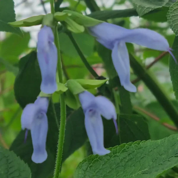 Salvia guaranitica 'Argentina Skies' (4)