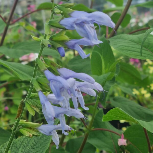 Salvia guaranitica 'Argentina Skies' (5)