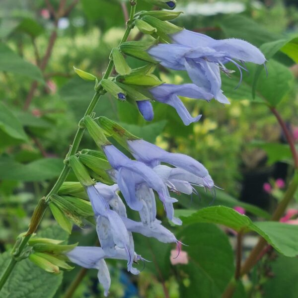 Salvia guaranitica 'Argentina Skies' (7)