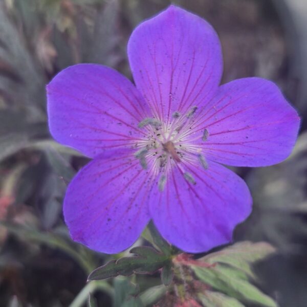 Geranium 'Femme Fatale' - Image 2