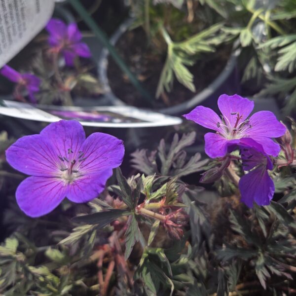 Geranium 'Femme Fatale' - Image 3