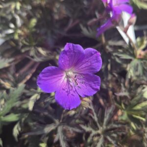 Geranium 'Femme Fatale'