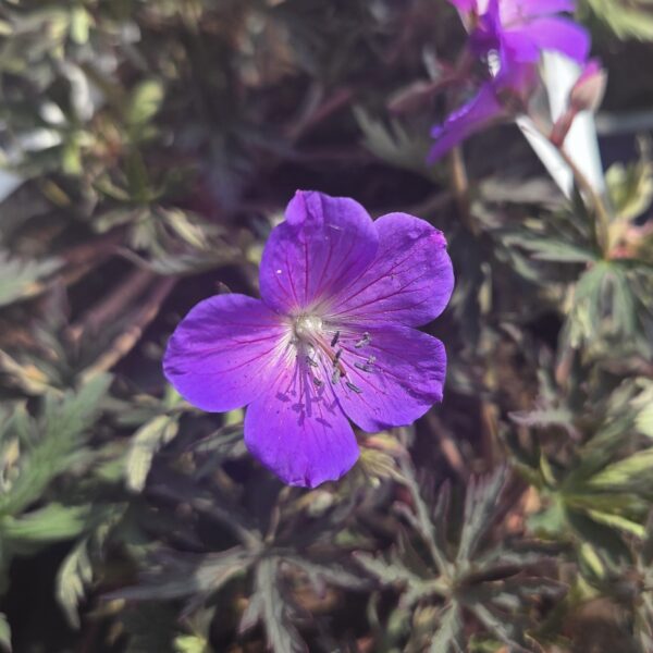 Geranium 'Femme Fatale'
