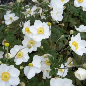 Anemone  x hybrida 'Honorine Jobert'  (Japanese Anemone)