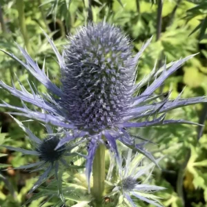 Eryngium x zabelii 'Violetta' (Sea Holly)