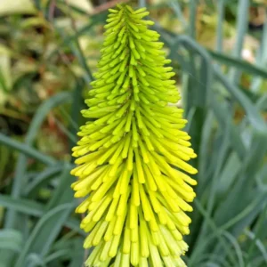 Kniphofia ‘Dorset Sentry’