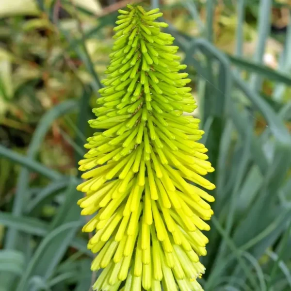 Kniphofia ‘Dorset Sentry’