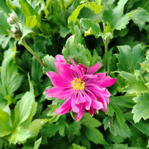 Anemone hupehensis var. japonica 'Bressingham Glow' (Japanese Anemone) - Image 2