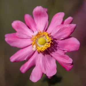 Anemone hupehensis var. japonica 'Bressingham Glow' (Japanese Anemone)
