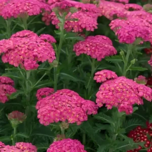 Achillea 'Sassy Summer Taffy' (Yarrow)