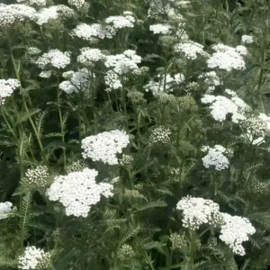 Achillea 'New Vintage White' (Yarrow)