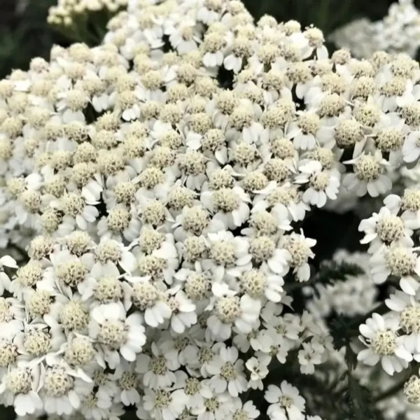 Achillea 'New Vintage White' (Yarrow) - Image 3