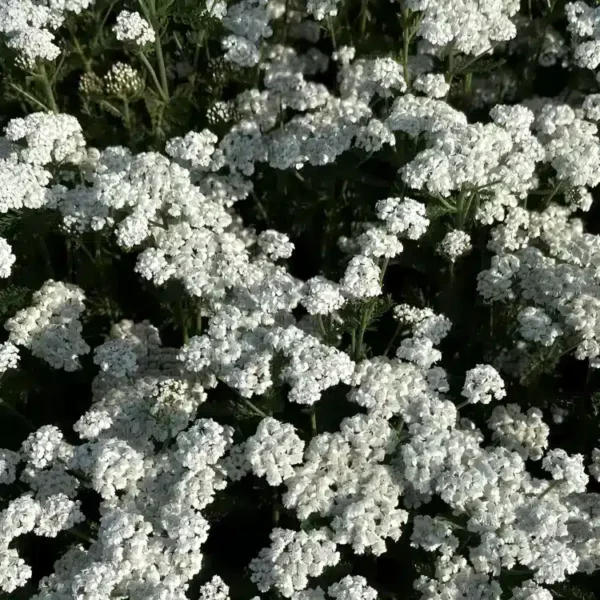 Achillea 'New Vintage White' (Yarrow) - Image 2