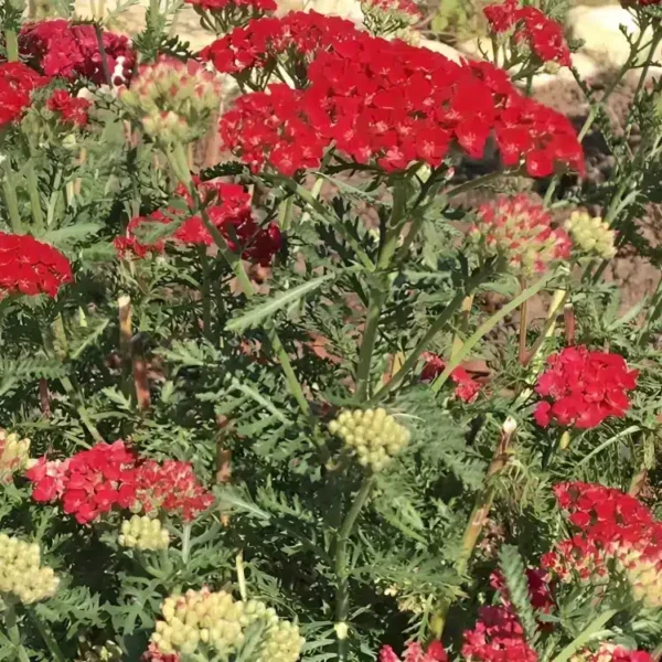 Achillea 'New vintage Red' (Yarrow) - Image 2