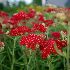 Achillea 'New vintage Red' (Yarrow)