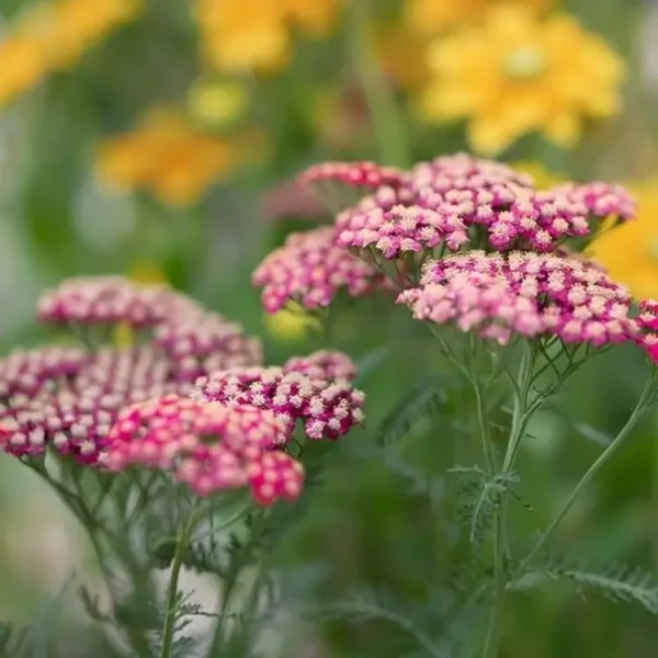 Achillea 'New vintage Red' (Yarrow) - Image 3