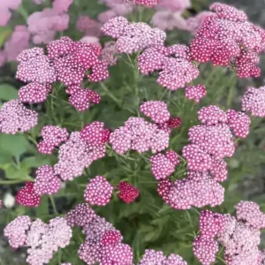 Achillea 'New vintage Violet' (Yarrow)