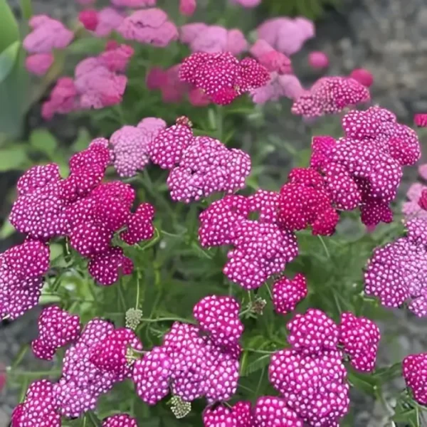 Achillea 'New vintage Violet' (Yarrow) - Image 2