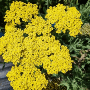 Achillea 'Sassy Summer Lemon' (Yarrow)