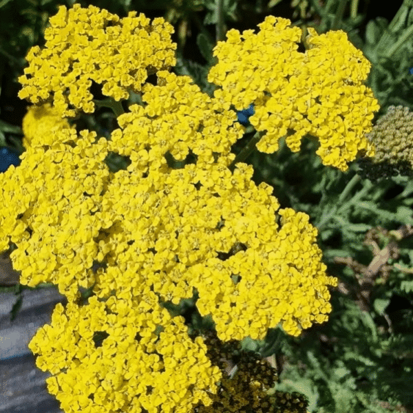 Achillea 'Sassy Summer Lemon' (Yarrow)