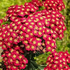 Achillea 'Sassy Summer Sangria' (Yarrow)