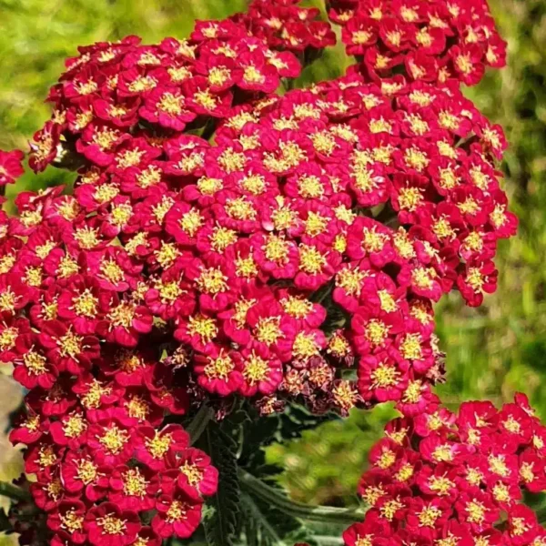 Achillea 'Sassy Summer Sangria' (Yarrow)