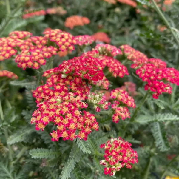 Achillea 'Sassy Summer Sangria' (Yarrow) - Image 2