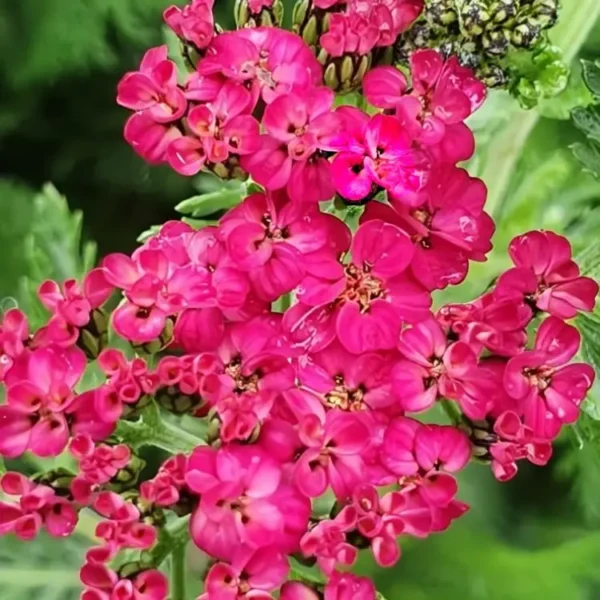 Achillea 'Sassy Summer Taffy' (Yarrow) - Image 3