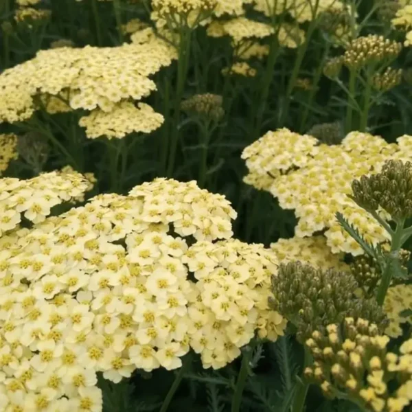 Achillea 'Sunny Seduction' (Yarrow) - Image 2