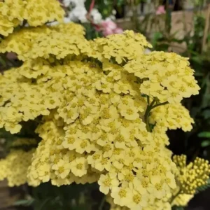 Achillea 'Sunny Seduction' (Yarrow)